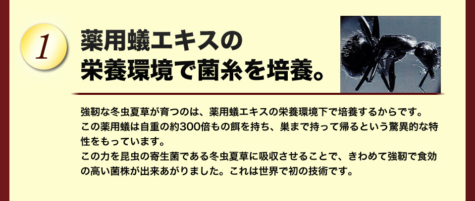 薬用蟻エキスで培養